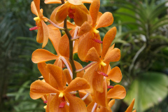 National Orchid Garden, Singapore