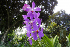 National Orchid Garden, Singapore