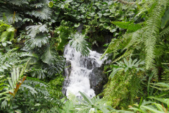 National Orchid Garden, Singapore