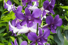 National Orchid Garden, Singapore