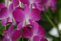 National Orchid Garden, Singapore