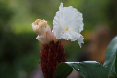 National Orchid Garden, Singapore