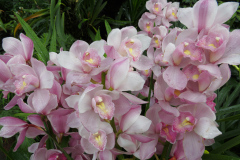National Orchid Garden, Singapore