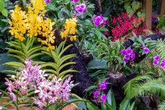 National Orchid Garden, Singapore