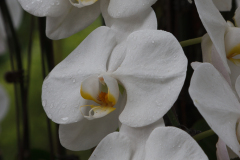 National Orchid Garden, Singapore