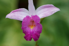 National Orchid Garden, Singapore