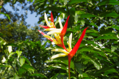National Orchid Garden, Singapore