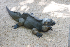 Australia Zoo, Queensland, Australien. Alt i reptiler, meget store og små.