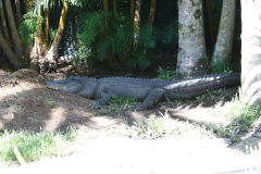 Australia Zoo, Queensland, Australien. Alt i reptiler, meget store og små.