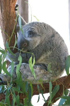 Australia Zoo, Queensland, Australien. Er Koalaer verdens nuserste dyr?