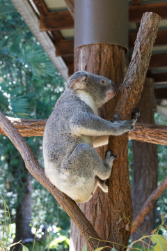 Australia Zoo, Queensland, Australien. Er Koalaer verdens nuserste dyr?