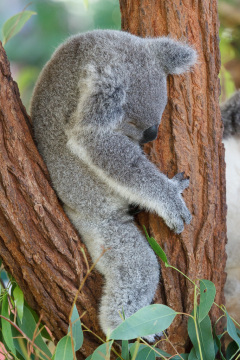 Australia Zoo, Queensland, Australien. Er Koalaer verdens nuserste dyr?