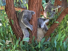 Australia Zoo, Queensland, Australien. Er Koalaer verdens nuserste dyr?