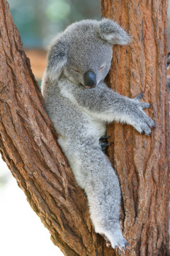 Australia Zoo, Queensland, Australien. Er Koalaer verdens nuserste dyr?