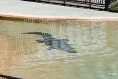 Australia Zoo, Queensland, Australien. I Steve Irwins ånd, et lille show med en af saltvandskrokodillerne.