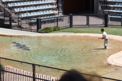 Australia Zoo, Queensland, Australien. I Steve Irwins ånd, et lille show med en af saltvandskrokodillerne.