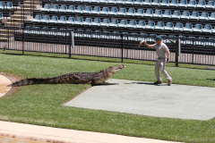 Australia Zoo, Queensland, Australien. I Steve Irwins ånd, et lille show med en af saltvandskrokodillerne.