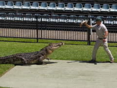 Australia Zoo, Queensland, Australien. I Steve Irwins ånd, et lille show med en af saltvandskrokodillerne.