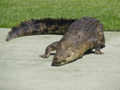 Australia Zoo, Queensland, Australien. I Steve Irwins ånd, et lille show med en af saltvandskrokodillerne.