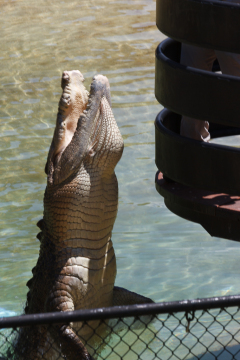 Australia Zoo, Queensland, Australien. I Steve Irwins ånd, et lille show med en af saltvandskrokodillerne.