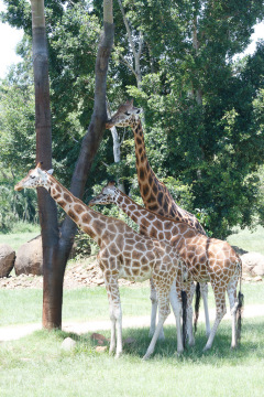 Australia Zoo, Queensland, Australien.