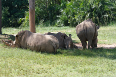 Australia Zoo, Queensland, Australien.