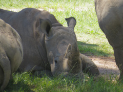 Australia Zoo, Queensland, Australien.