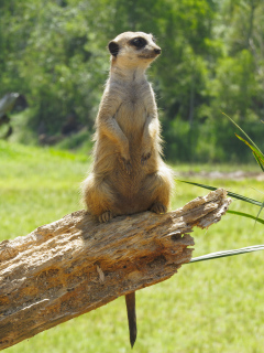 Australia Zoo, Queensland, Australien.