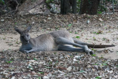 Australia Zoo, Queensland, Australien. Mulighed for at komme tæt på en Wallaby, de kære små kænguruer