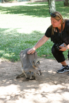 Australia Zoo, Queensland, Australien. Mulighed for at komme tæt på en Wallaby, de kære små kænguruer