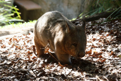 Australia Zoo, Queensland, Australien. Og Wombatter, endnu en bedårende skabning