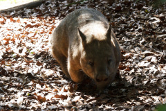 Australia Zoo, Queensland, Australien. Og Wombatter, endnu en bedårende skabning