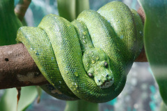 Australia Zoo, Queensland, Australien.