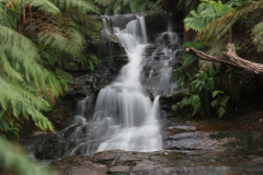 Blue Mountains National Park, New South Wales, Australien