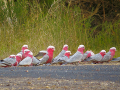 Fugleliv ved Princes Highway, Victoria, Australien