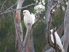 Fugleliv ved Princes Highway, Victoria, Australien