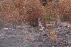 Kænguru med unge i pungen ved Princes Highway, Victoria, Australien