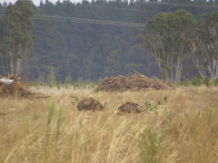 Emuer set lige nord for Mount Gambier, South Australia, Australien