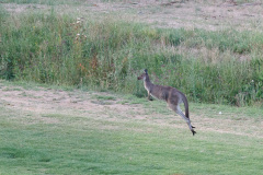 Stirling Golf Club, South Autralia, Australien