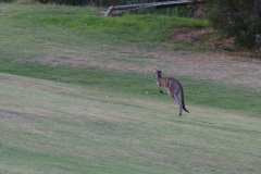 Stirling Golf Club, South Autralia, Australien