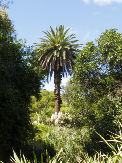 Adelaide Botanic Garden, Adelaide, South Australia, Australien