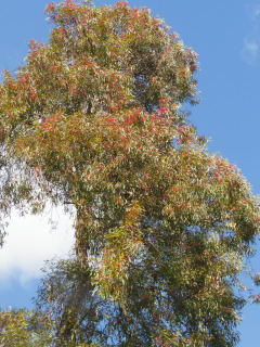 Adelaide Botanic Garden, Adelaide, South Australia, Australien