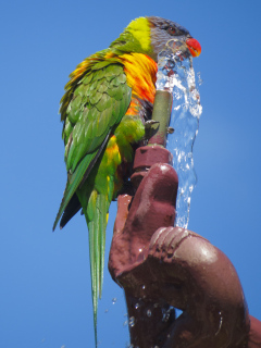 Adelaide Botanic Garden, Adelaide, South Australia, Australien