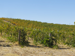 Barossa Vintners, Tanunda, South Australia, Australien