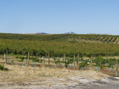 Barossa Vintners, Tanunda, South Australia, Australien