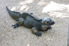 Australia Zoo, Queensland, Australien. Alt i reptiler, meget store og små.