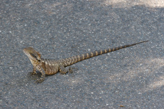 Australia Zoo, Queensland, Australien. Alt i reptiler, meget store og små.