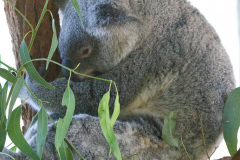 Australia Zoo, Queensland, Australien. Er Koalaer verdens nuserste dyr?