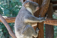 Australia Zoo, Queensland, Australien. Er Koalaer verdens nuserste dyr?