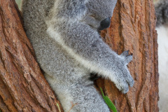 Australia Zoo, Queensland, Australien. Er Koalaer verdens nuserste dyr?